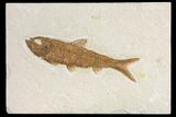 Fossil Fish (Knightia) - Wyoming #136779-1